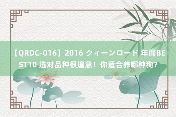 【QRDC-016】2016 クィーンロード 年間BEST10 选对品种很遑急！你适合养哪种狗？